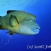 wrasse_napoleon_bro_l_h_0001_egy0301.jpg